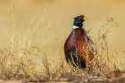 Ring-necked pheasant pauses for a moment in eastern Colorado Art Print